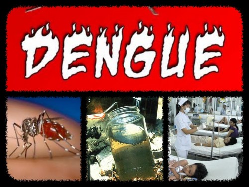 dengue-collage1